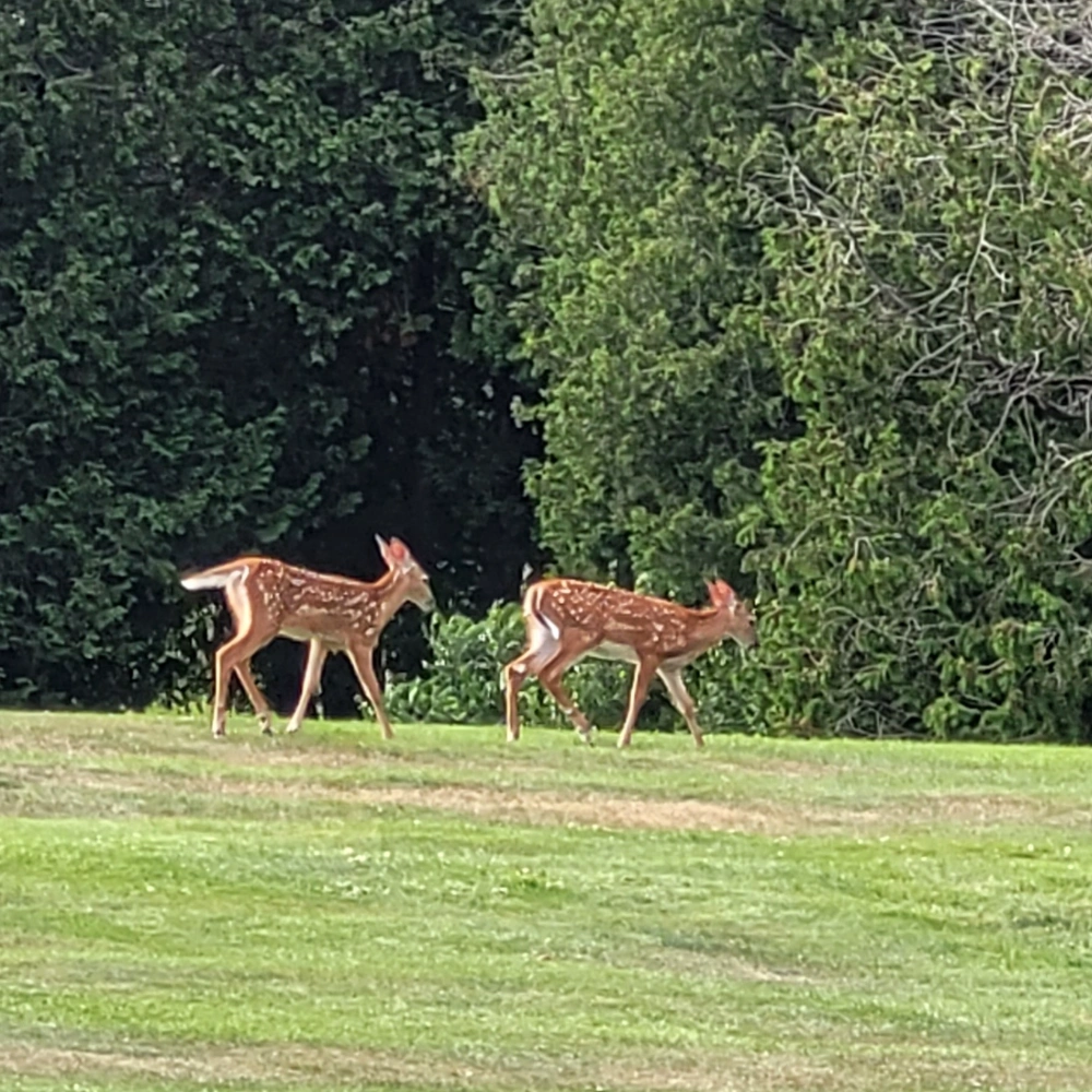 Deer on #3